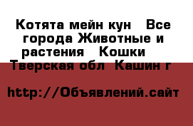 Котята мейн кун - Все города Животные и растения » Кошки   . Тверская обл.,Кашин г.